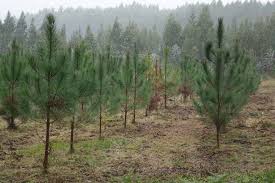 Tres factores para el éxito de una plantación de pinos - Campo Galego