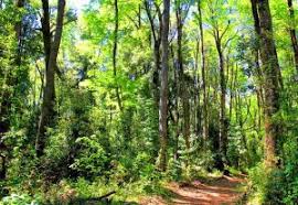 Bosque nativo y agua: la conexión entre su presencia y disponibilidad del  recurso